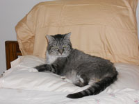 Lizzie