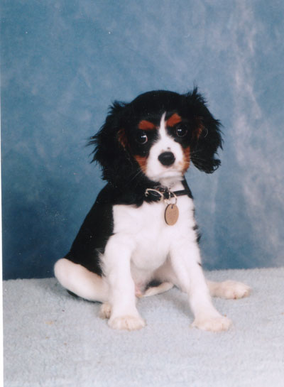 Ben puppy