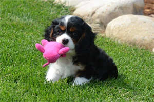 Puppy Gus